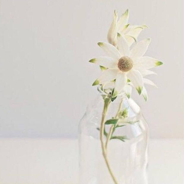 12325333_10153301522883325_88139732_n