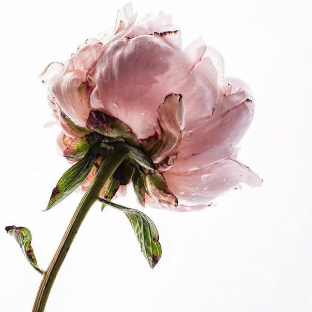 12386614_10153323841693325_695094907_n