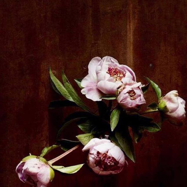 12660484_10153422406073325_1553383519_n