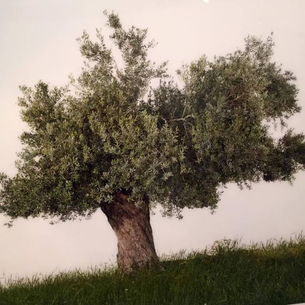 12695480_10153427811093325_967475574_o